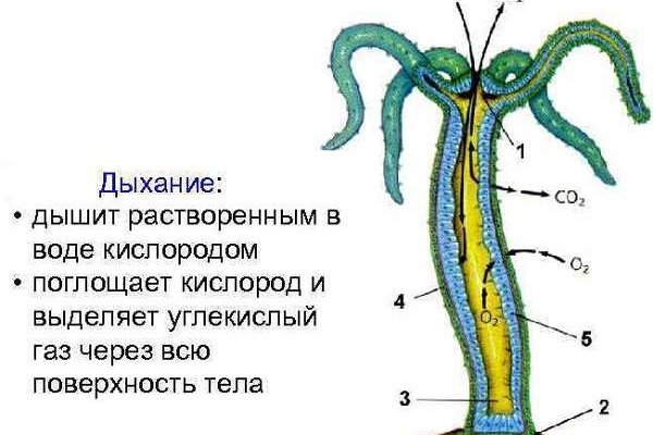 Кракен ат вход