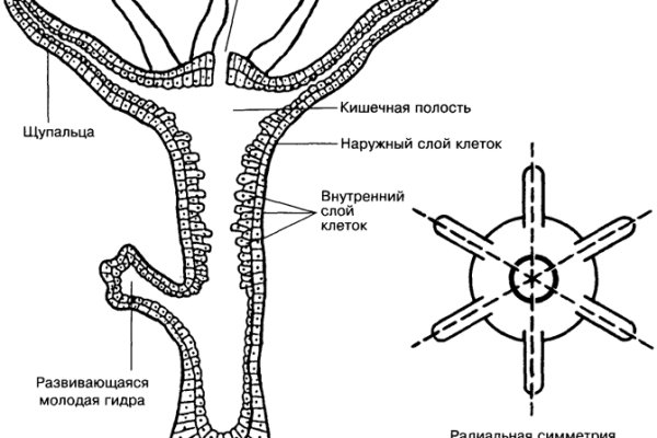 Kraken даркнет что это